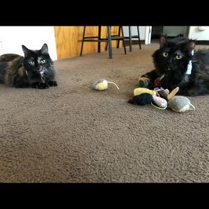 Meet your Posher, Erin